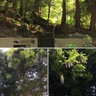 Image-1
